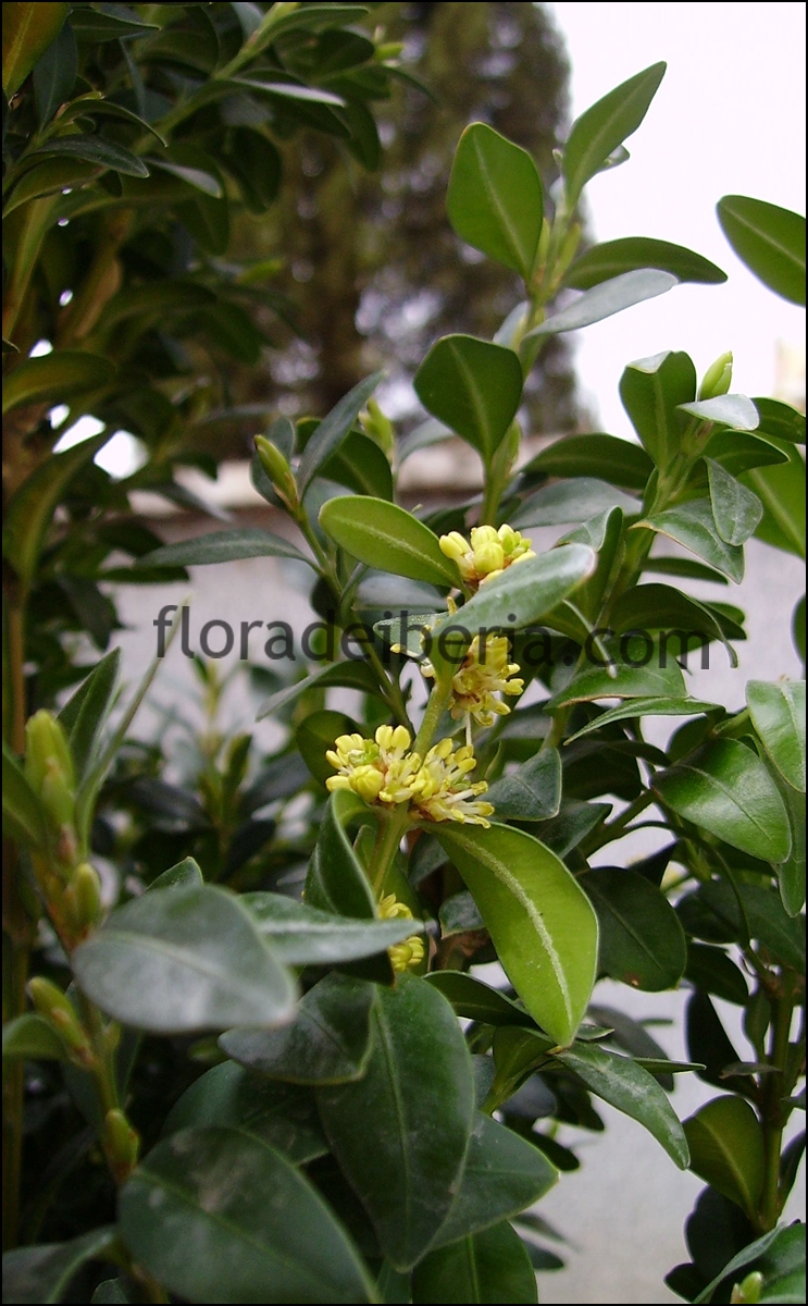 "Buxus sempervirens" (Boj)
